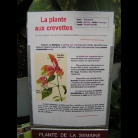 Plante aux crevettes, Beloperone guttata Brandegee (fam Acanthacees) (2)(texte)